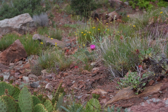 The Watchman Trail 